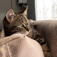 Tekir Kedi, Kedi  Betty fotoğrafı