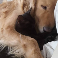 Tekir Kedi, Kedi  Elssa fotoğrafı