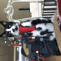 Tekir Kedi, Kedi  karahan fotoğrafı