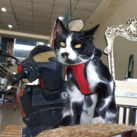 Tekir Kedi, Kedi  karahan fotoğrafı