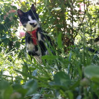 Tekir Kedi, Kedi  karahan fotoğrafı