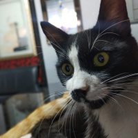 Tekir Kedi, Kedi  karahan fotoğrafı