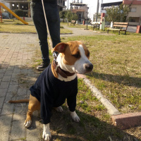 Amerikan Staffordshire Terrier, Köpek  Sasha fotoğrafı