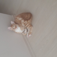 Sarman, Kedi  Müslüm fotoğrafı