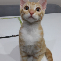 Sarman, Kedi  Müslüm fotoğrafı