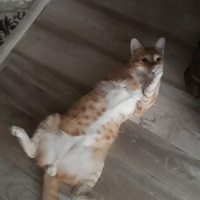 Sarman, Kedi  Müslüm fotoğrafı