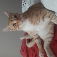 Sarman, Kedi  Müslüm fotoğrafı