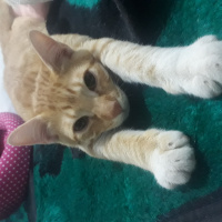 Sarman, Kedi  Müslüm fotoğrafı