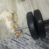 Sarman, Kedi  Müslüm fotoğrafı