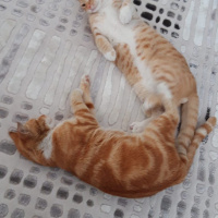 Sarman, Kedi  Müslüm fotoğrafı