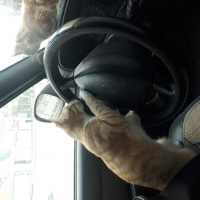 Sarman, Kedi  Müslüm fotoğrafı