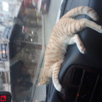 Sarman, Kedi  Müslüm fotoğrafı