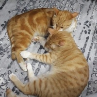 Sarman, Kedi  Müslüm fotoğrafı