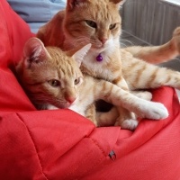 Sarman, Kedi  Müslüm fotoğrafı