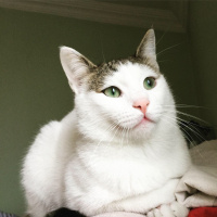 Tekir Kedi, Kedi  Pamuk fotoğrafı