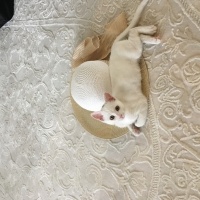 Van Kedisi, Kedi  Misa fotoğrafı