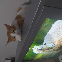 Tekir Kedi, Kedi  Minnos&Pançita fotoğrafı