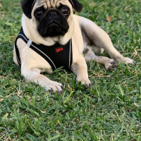 Pug, Köpek  Mexx fotoğrafı