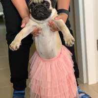 Pug, Köpek  Mexx fotoğrafı