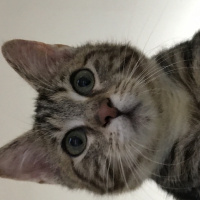 Tekir Kedi, Kedi  Şakir fotoğrafı