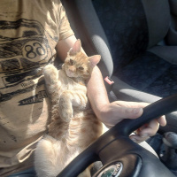 Sarman, Kedi  Saruhan fotoğrafı