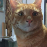 Sarman, Kedi  Saruhan fotoğrafı