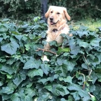 Golden Retriever, Köpek  Daisy fotoğrafı