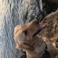 Golden Retriever, Köpek  Daisy fotoğrafı