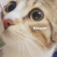 Tekir Kedi, Kedi  10 aylık dişi tekir kedimiz kimyon'a yuva arıyoruz fotoğrafı