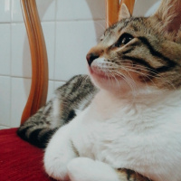 Tekir Kedi, Kedi  Merkel fotoğrafı