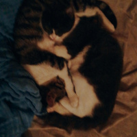 Tekir Kedi, Kedi  Merkel fotoğrafı