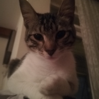 Tekir Kedi, Kedi  Merkel fotoğrafı