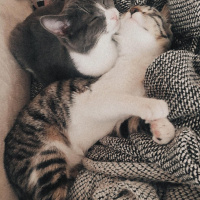 Tekir Kedi, Kedi  Merkel fotoğrafı