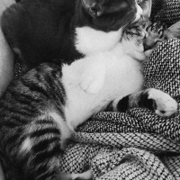 Tekir Kedi, Kedi  Merkel fotoğrafı