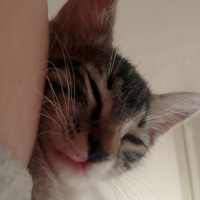 Tekir Kedi, Kedi  Merkel fotoğrafı