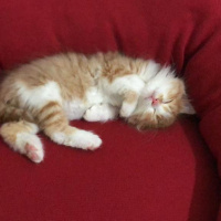 Sarman, Kedi  Mars fotoğrafı