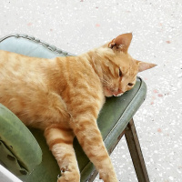 Sarman, Kedi  TORAMAN fotoğrafı