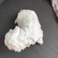Maltese, Köpek  g fotoğrafı
