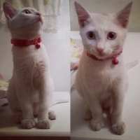 Van Kedisi, Kedi  Naze fotoğrafı