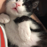 Tuxedo (Smokin) Kedi, Kedi  Loki fotoğrafı