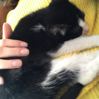 Tuxedo (Smokin) Kedi, Kedi  Loki fotoğrafı