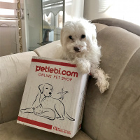 Maltese, Köpek  Ares fotoğrafı