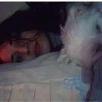 Maltese, Köpek  Ares fotoğrafı