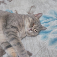 British Shorthair, Kedi  Duman fotoğrafı