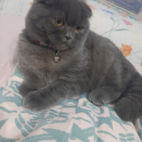 Scottish Fold, Kedi  Mila fotoğrafı