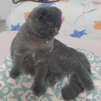 Scottish Fold, Kedi  Mila fotoğrafı