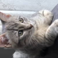 Tekir Kedi, Kedi  Tekir-British kırma fotoğrafı