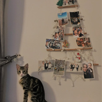 Tekir Kedi, Kedi  Leo fotoğrafı