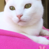 Van Kedisi, Kedi  Arya fotoğrafı