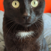 Bombay, Kedi  Ares fotoğrafı